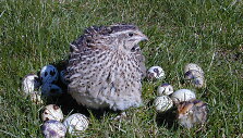 Putpelė