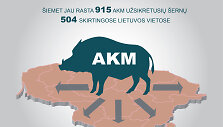AKM užsikrėtę &scaron;ernai