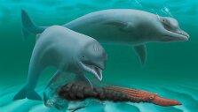 Bedantis delfinas, gyvenęs prie&scaron; 25 mln. metų