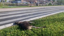 Klaipėdoje partrenktas briedžio jauniklis.