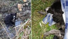 Gelbėtojai &scaron;unį i&scaron;traukė i&scaron; griovio ir netrukus perdavė gyvūnų sergėtojams, kurie į Kėdainius atvyko i&scaron; Kauno. &Scaron;uo buvo suvyniotas į &scaron;iltą pledą ir i&scaron;vežtas į V&scaron;Į &bdquo;Penkta koja&ldquo; kliniką Kaune. 