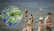 Vibrio vulnificus bakterija Baltijos jūroje