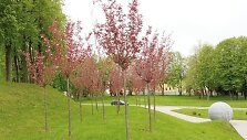 Sakuros Kėdainiuose