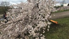 Sakurų parke &ndash; japonų turistų a&scaron;aros: Velykų rytą medžius čia i&scaron;vartė &scaron;iuk&scaron;liavežė