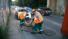 Naujojoje Vilnioje automobilis patrenkė stirną
