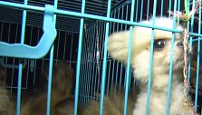 Kauno rajone i&scaron; galimai nelegalios daugyklos paimti 82 &scaron;unys