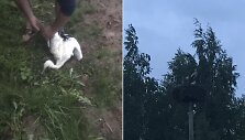 Pilieti&scaron;ki marijampoliečiai i&scaron;gelbėjo gandrą