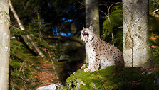 Lynx lynx &ndash; paprastoji lū&scaron;is