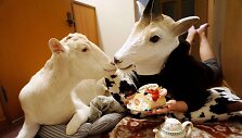 Savo namuose japonė augina ožką
