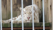 Trakėnų zoologijos sode