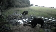 Žvėrių viliojimo vietoje apsilankė i&scaron; karto dvi me&scaron;kos