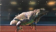 Tommy Haaso ir Jiri Vesely mačą sudrumstė &scaron;ou surengusi iguana