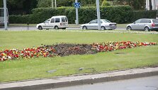 Suniokotas gėlynas &scaron;alia &Scaron;v. Apa&scaron;talų Petro ir Povilo bažnyčios