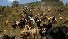 Benamių &scaron;unų rojus Kosta Rikoje &ndash; 750 &scaron;unys gyvena 152 hektarų plote, kur jais rūpinasi veterinarai ir savanoriai