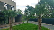 Sandros ir Aido kieme Vilniuje augančios palmės