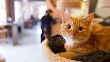 Vilniuje duris atvėrė kačių kavinė - lankytojams kompaniją palaiko net 9 murkliai.