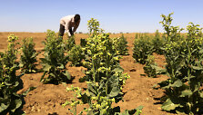 Tabako plantacija