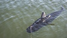 JAV armijos &scaron;nipinėjimui sukurtas robotas &ndash; tunas &bdquo;GhostSwimmer&ldquo;