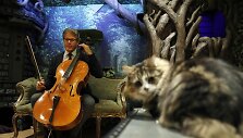 Violončelininkas Davidas Teie i&scaron;leido albumą katėms