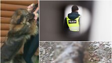 Žiauriai nužudytas Kaukazo aviganis