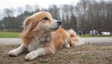 Agnės Augustaitienės augintinis Irisas &ndash; nuolatinis muziejaus &bdquo;lankytojas&ldquo;&nbsp;