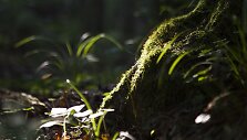 Pramoga laisvadieniu &ndash; pasivaik&scaron;čiojimas vir&scaron; pelkės.
