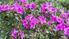 Rododendras