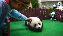Malaizijos zoologijos sode pirmą kartą parodyta mažoji panda.