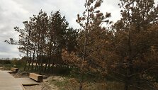 Pajūrio juostoje ruduoja pu&scaron;ys. Svarstoma, kad tai lėmė net kelios sutapusios priežastys.