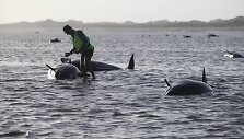 Naujojoje Zelandijoje ant seklumos užplaukė bangininiai delfinai 