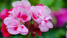 Pelargonijos