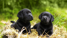 Jauni &scaron;uniukai Labradorai