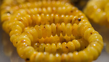 Paroda &bdquo;Amber trip&ldquo;