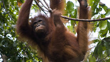 Orangutanas