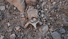 Archeologiniai kasinėjimai Žeimelyje