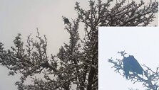 Ugniagesiai gelbėjo medyje įstrigusią varną