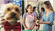 &bdquo;Dog and Cat Butique &ndash; Luxury SPA&ldquo; salone