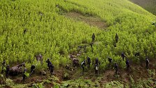 Kolumbijoje naikinama kokainmedžio plantacija