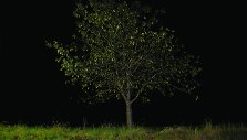Pasivaik&scaron;čiojimas heterotopija. Medis Nr. 1