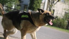 Policijos &scaron;unų mokymai