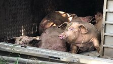 Greitkelyje Klaipėda&ndash;Kaunas vertėsi kiaules vežęs sunkvežimis