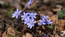 Bundantis pavasaris