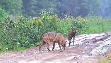 Medžiotojai teigia, kad vieni&scaron;o vilko medžioklė bus varginanti ir sunki, tačiau tokį vilką pa&scaron;alinti i&scaron; gamtos jiems privalu.