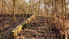 Grybi&scaron;kių ąžuolo pėsčiųjų mar&scaron;rutas