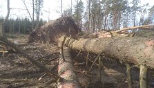 Nuvirtę medžiai Ukmergės rajone