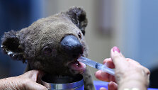 I&scaron; gaisro i&scaron;gelbėta koala