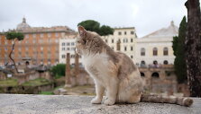 Largo di Torre Argentina