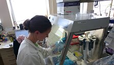 Viena i&scaron; VU &bdquo;iGEM&ldquo; komandos dalyvių Ingrida Olendraitė dirba laboratorijoje