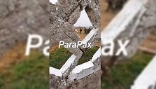&bdquo;Telegram&ldquo; kanalai kalba apie neva nufilmuotus &Scaron;iaurės Korėjos karius Rusijoje