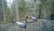 Gervės Vie&scaron;vilės valstybiniame gamtiniame rezervate